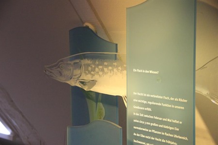 Ausstellungsdetail im Aquarium - Erklärtafel zum Hecht